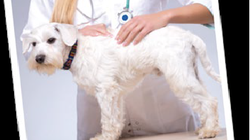 CURSO ONLINE DE AUTOAPRENDIZAJE: DIAGNÓSTICO DE LA ALOPECIA EN EL PERRO
