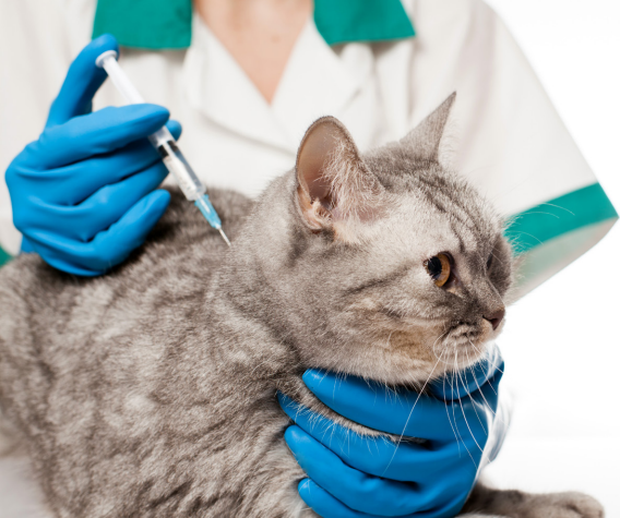 CURSO ONLINE EXPERT: DIABETES FELINA