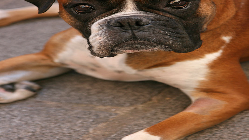 CURSO ONLINE DE AUTOAPRENDIZAJE: EL MASTOCITOMA CUTÁNEO CANINO, ¿CÓMO DEBEMOS ACTUAR?