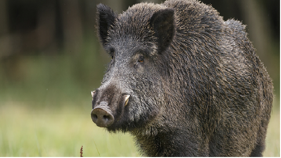 WEBSEMINAR: CONTROL VETERINARIO Y COMERCIALIZACIÓN DE CARNES DE ORIGEN SILVESTRE