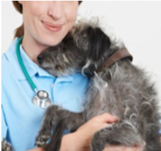 CURSO PRESENCIAL VALORACIÓN, DOCUMENTACIÓN Y COMUNICACIÓN DEL MALTRATO ANIMAL POR EL VETERINARIO