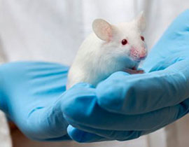Curso Online: VETERINARIO RESPONSABLE DE LA SALUD ANIMAL EN LA INVESTIGACIÓN 