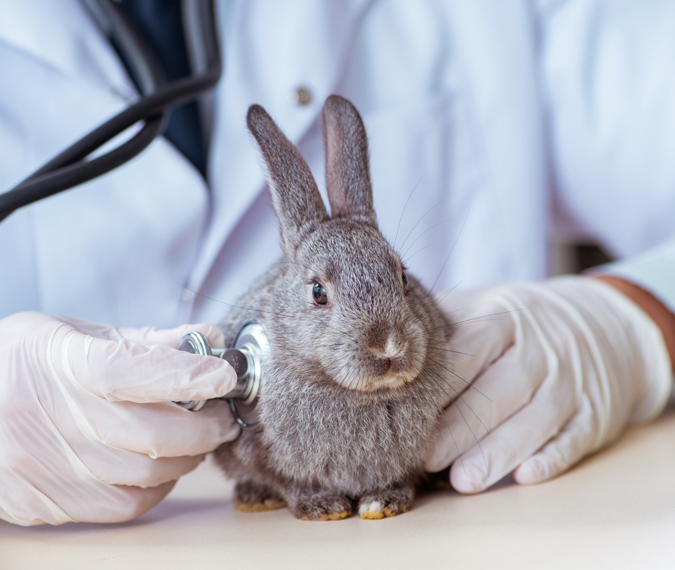 WEBSEMINAR: EL CONEJO EN LA CLÍNICA VETERINARIA: MANEJO, PREVENCIÓN Y PATOLOGÍAS MÁS FRECUENTES