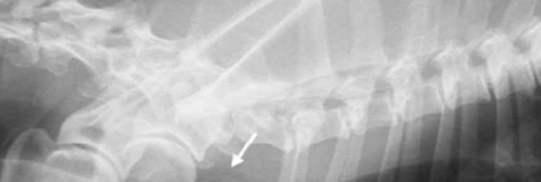 XXI CURSO DIRECTOR INSTALACIONES DE RADIODIAGNÓSTICO VETERINARIO