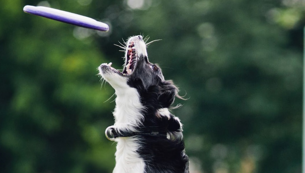 CURSO ONLINE DE AUTOAPRENDIZAJE: INTRODUCCIÓN AL MUNDO DE LA REHABILITACIÓN-FISIOTERAPIA VETERINARIA