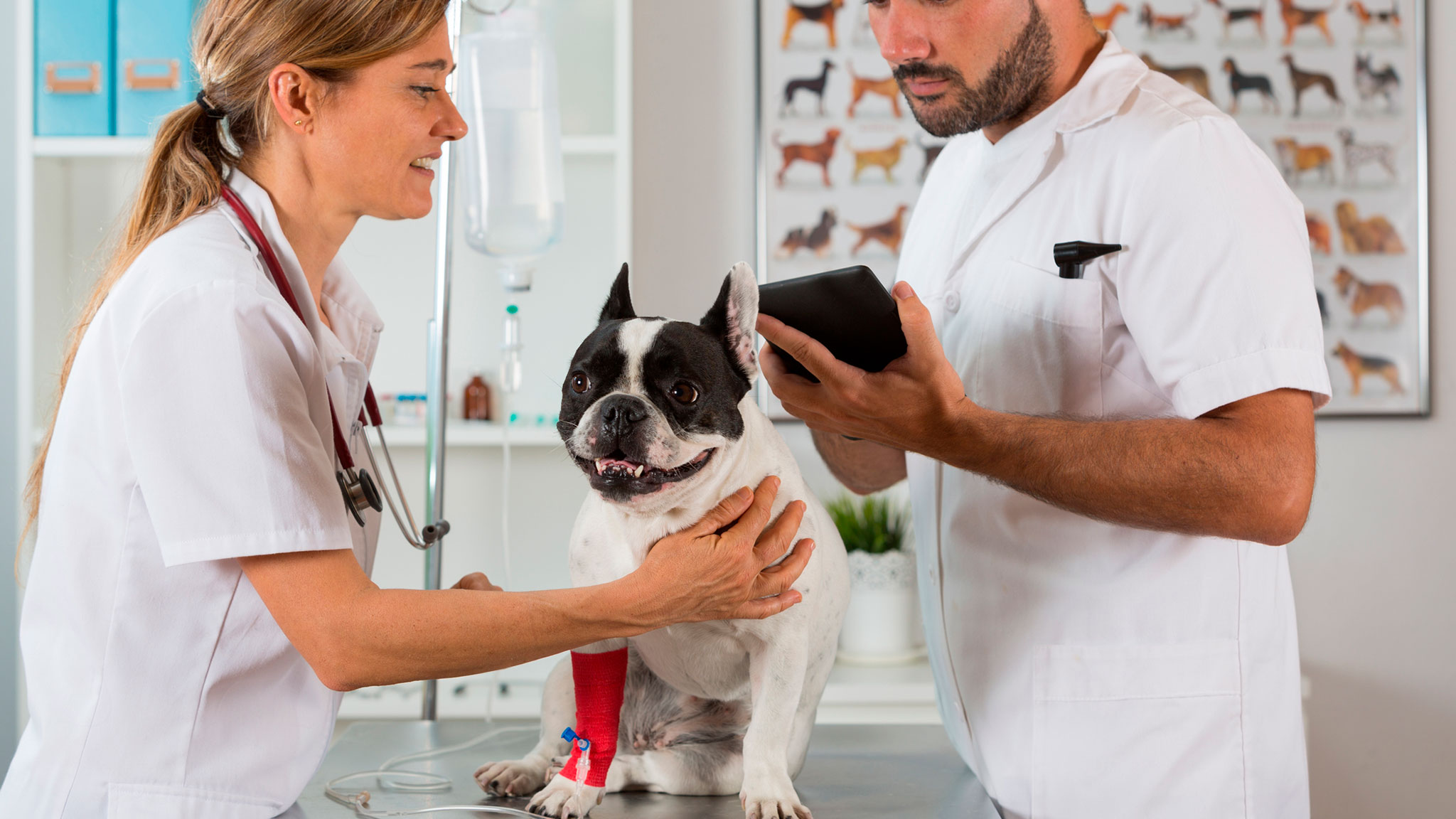 4ª ED. ACTUALIZACIÓN EN DERMATOLOGÍA DE PEQUEÑOS ANIMALES