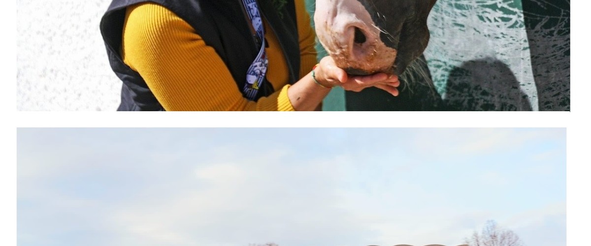 Visita guiada al Hipódromo de la Zarzuela 26.04.2025-09:30h