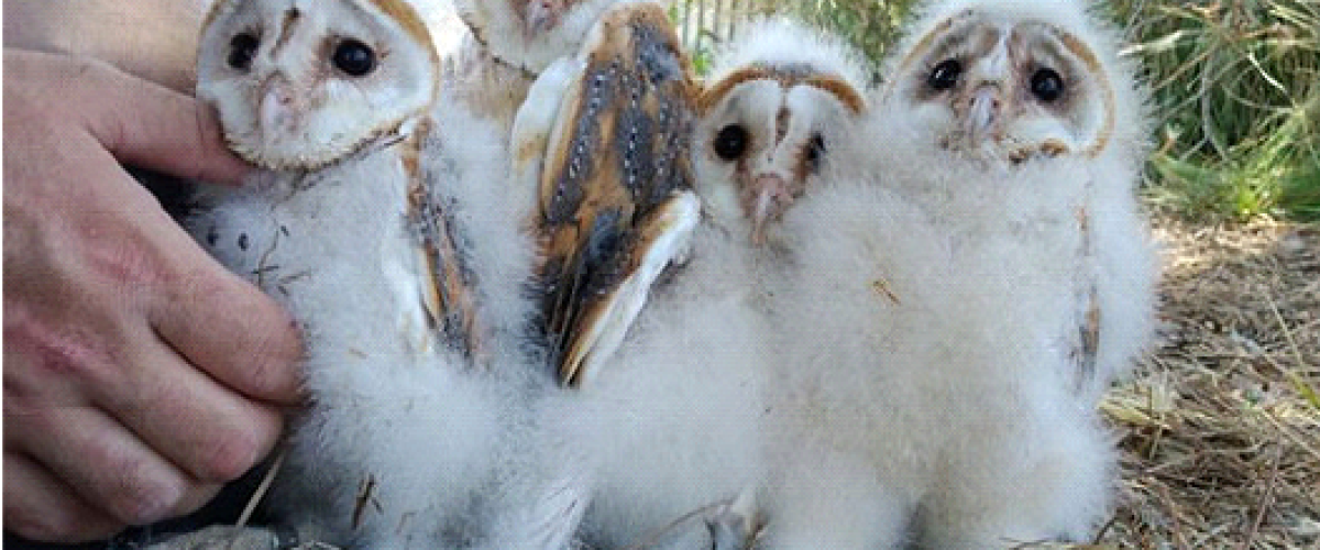 Visita guiada a GREFA (Grupo de Rehabilitación de la Fauna Autóctona) 26/10/25