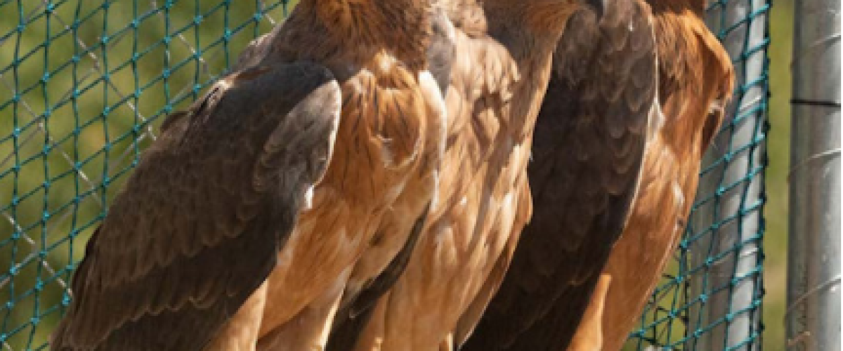 Visita guiada a GREFA (Grupo de Rehabilitación de la Fauna Autóctona) 18/04/26